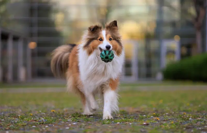 How to Train a Sheltie: 10 Vet-Verified Tips