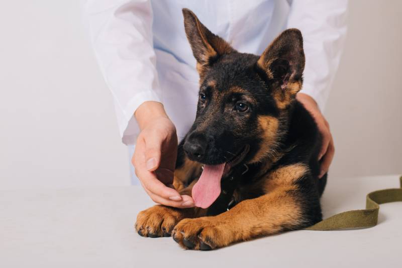 Dilated Cardiomyopathy in Dogs: Signs, Causes & Treatment (Vet Answer)