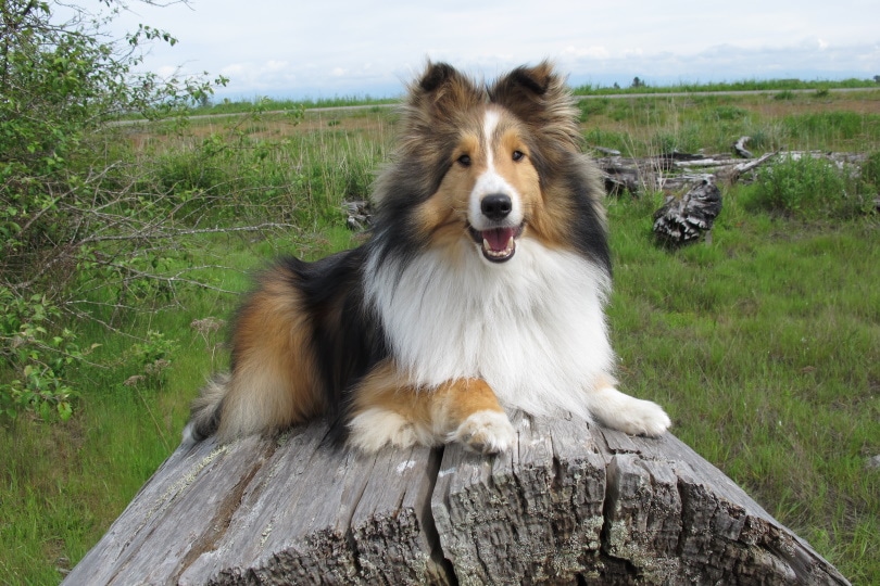 8 Amazing Sheltie Colors (With Pictures)