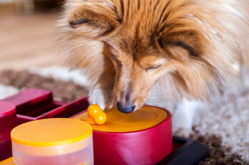 10 Best Interactive Dog Toys in 2026 – Reviews & Top Picks