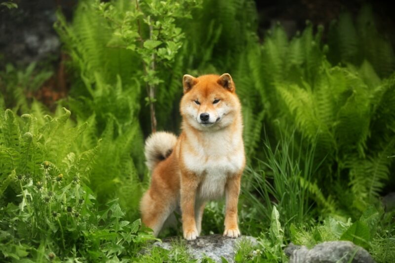 10 Shiba Inu Colors: Including Rare Coats (With Pictures)