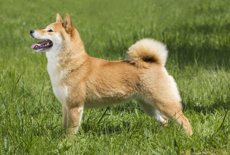 How Aggressive Are Shiba Inus? Vet-Verified Temperament & Personality Traits