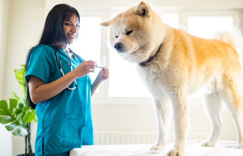 Pre-Breeding Tests for Dogs: Important Wellness & Health Checks