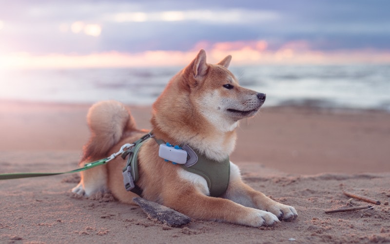 Top 10 Dog-Friendly Beaches in New York: On- & Off-Leash Spots