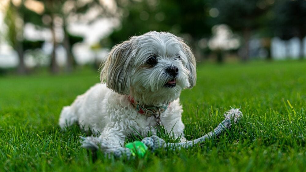 10 Best Dog Foods for Shih Poos in 2026 - Reviews & Top Picks