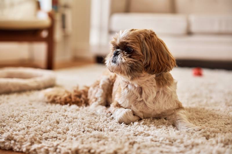 10 Shih Tzu Eye Problems: Vet-Approved Facts & FAQ