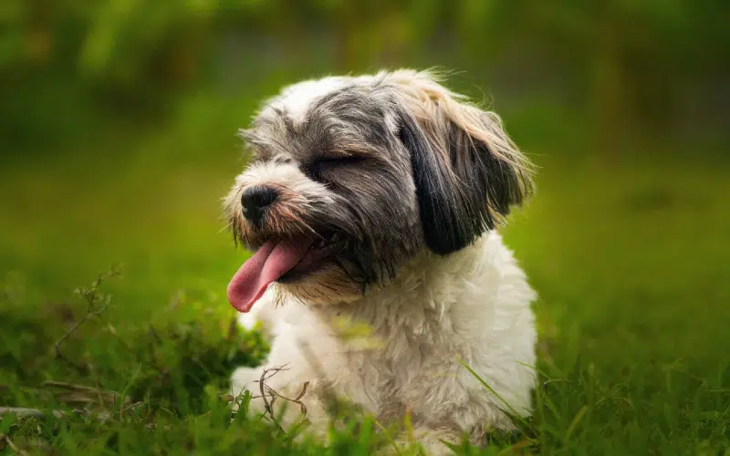 5 Awesome Off-Leash Dog Parks in & Near Syracuse, NY (2026 Update)
