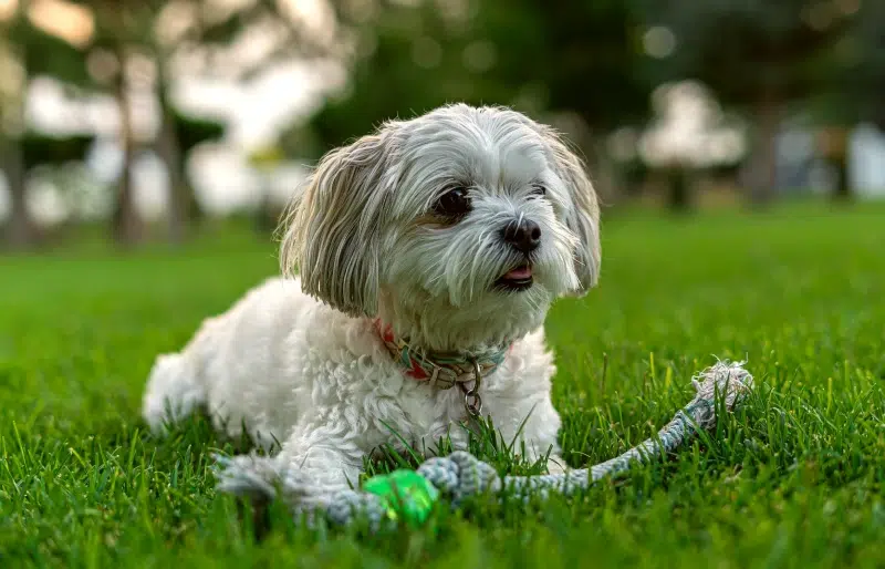 Why Dog Toys and Playtime Are Important for Dogs: Top 8 Reasons