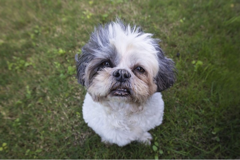 Health Problems in Shih Tzus: 11 Common Issues to Watch For