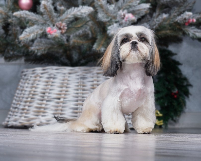Are Shih Tzus More Aggressive Than Other Dogs? Breed Facts & FAQ