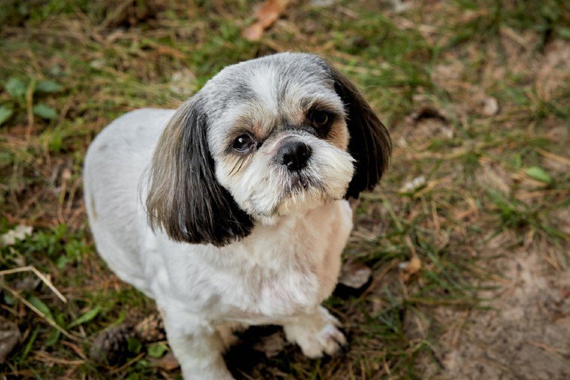 18 Short-Snouted Dog Breeds (With Info & Pictures)