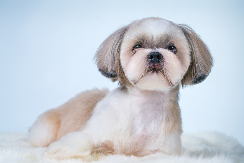 What Were Shih Tzus Bred For? History of the Breed