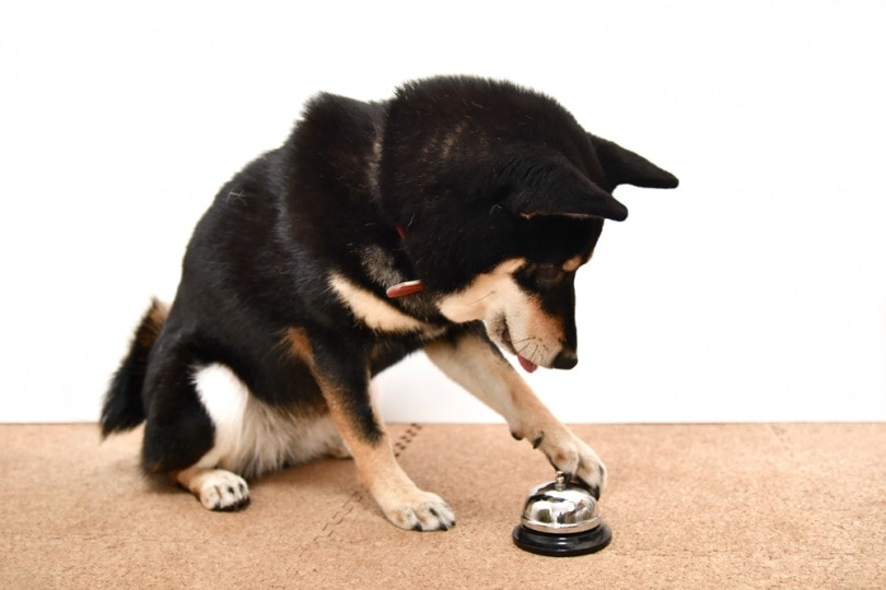 9 Best Dog Bells for Potty Training in 2026 - Reviews & Top Picks