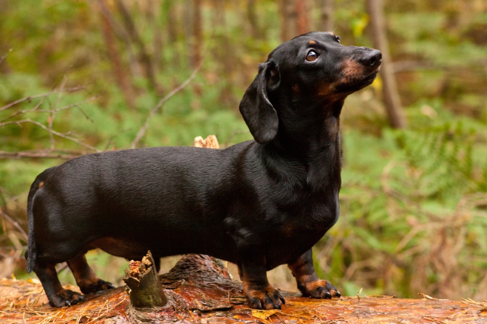 Are Dachshunds Smart? Understanding Dog Intelligence