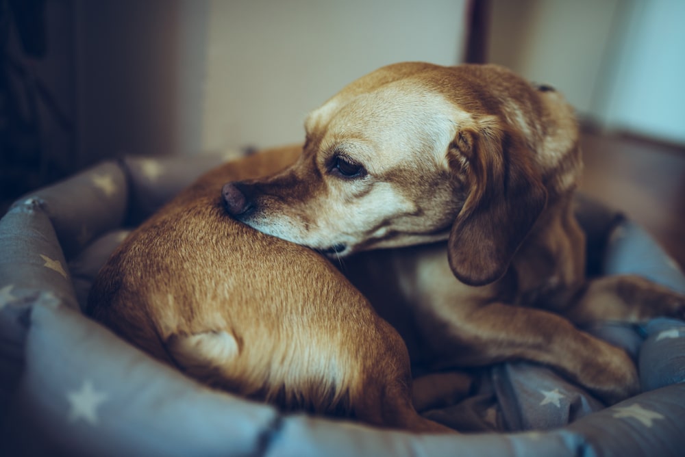 Bed Bugs and Dogs: Vet-Reviewed Facts & Removal Guide