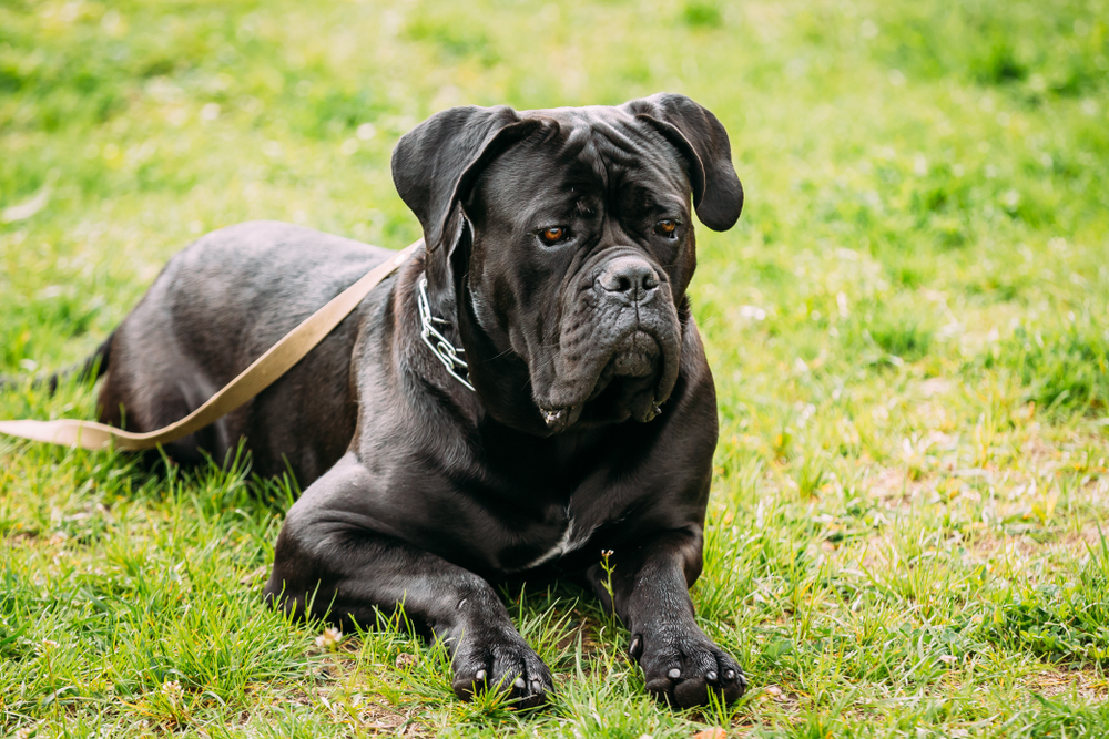 Is a Cane Corso a Good Guard Dog? Temperament & Personality Traits