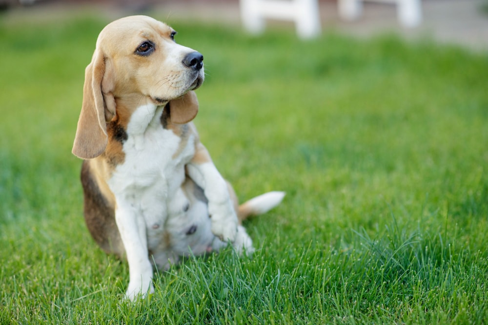 Puppy Absorption in Dogs: Vet-Reviewed Definition, Causes & Useful Info