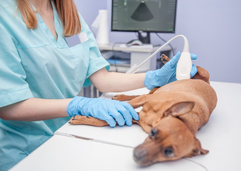 How Much Does a Dog Ultrasound Cost? 2026 Price Guide