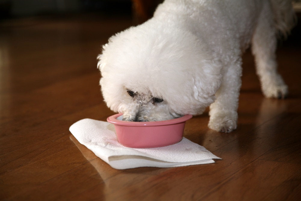 10 Best Dog Foods for Bichon Frises in 2026 - Reviews & Top Picks