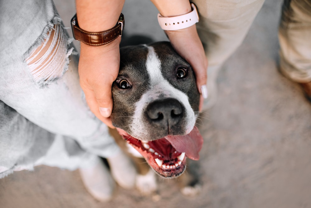 Can a Pitbull Be an Emotional Support Dog? FAQ & Alternative Breeds