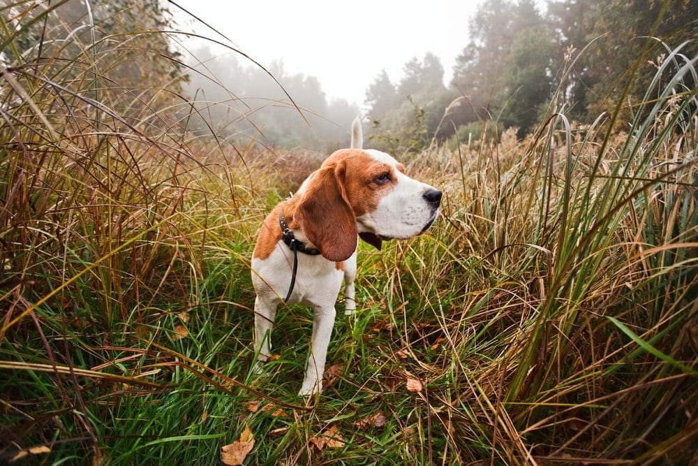 10 Hunting Dog Breeds That Don't Shed (With Info & Pictures)