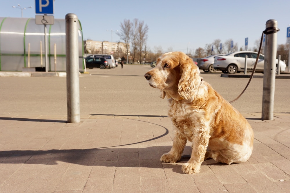 Are Dogs Allowed in Marshalls? Updated in 2026