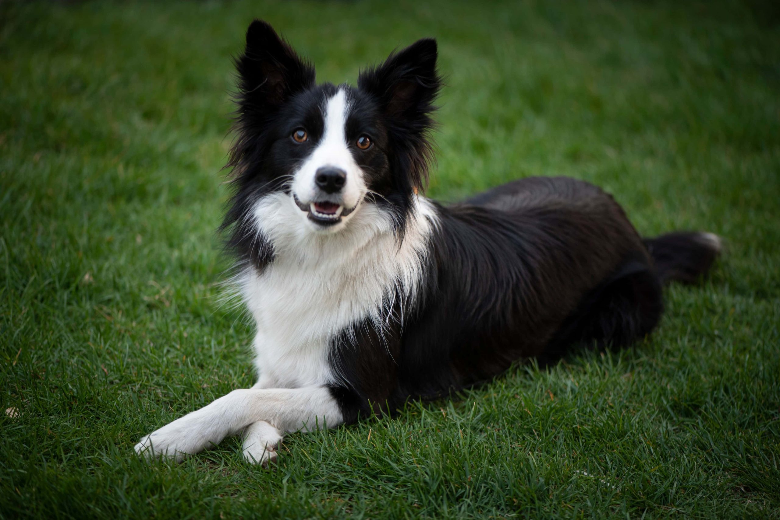 16 Border Collie Pros and Cons: Vet-Verified Things to Know Before You Get One