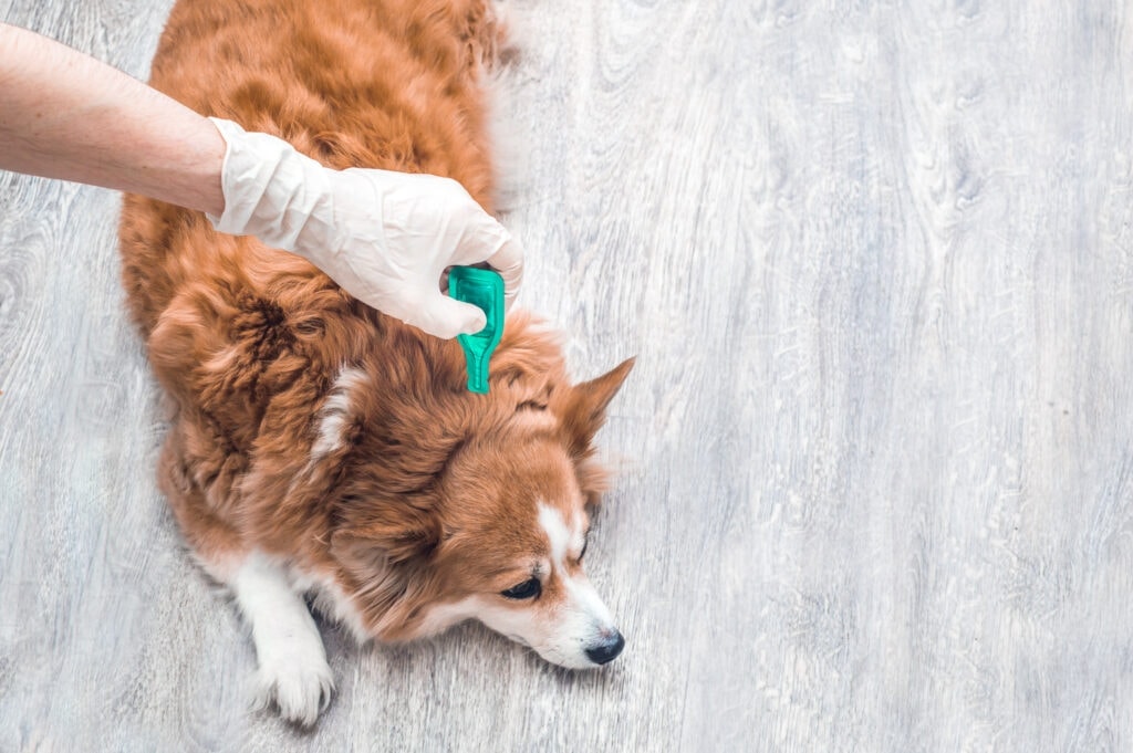10 Best Flea & Tick Treatments and Prevention for Dogs in 2026 - Reviews & Top Picks