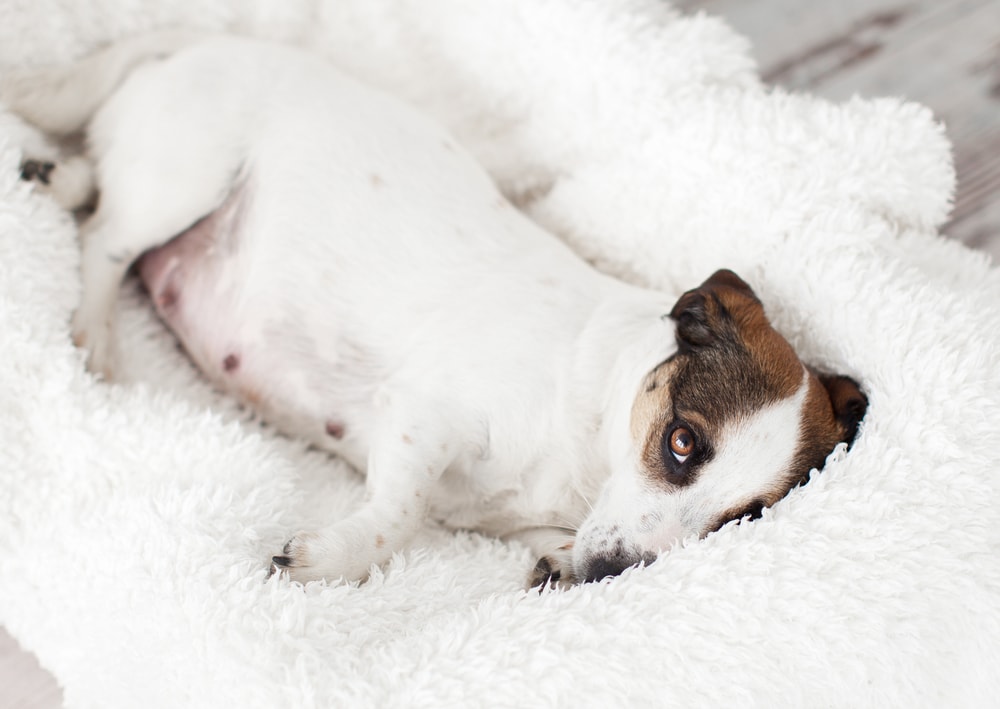 Abnormalities of Dog Pregnancy – 8 Common Problems (Vet Reviewed)
