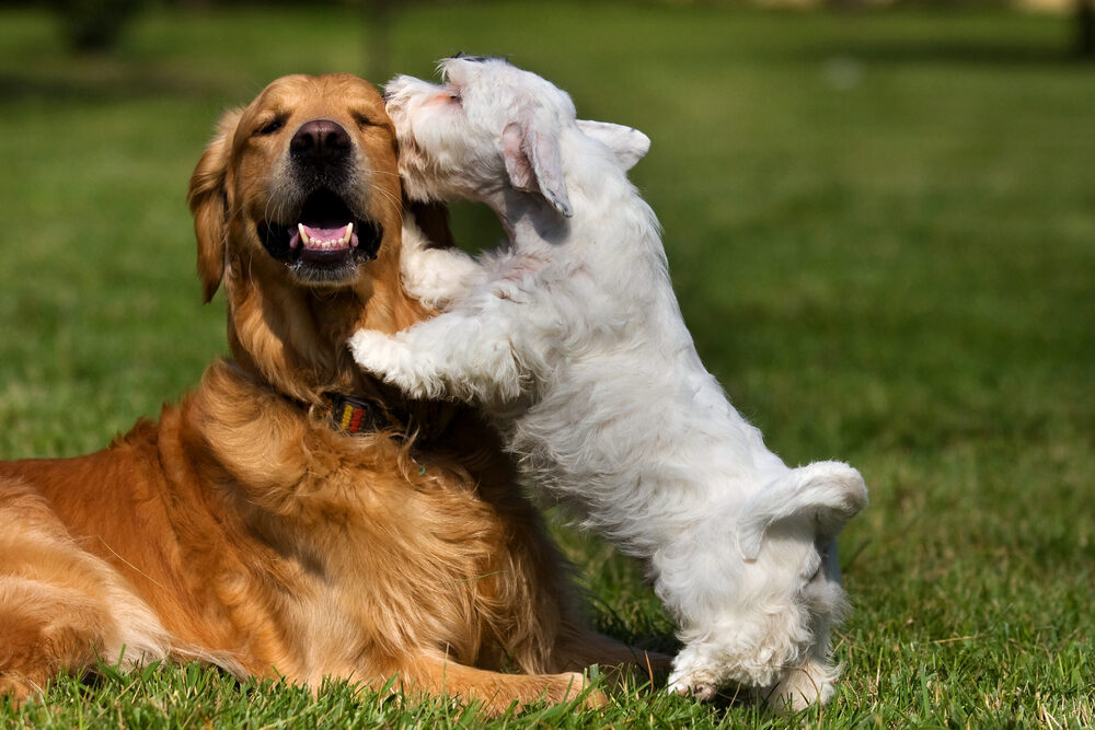 Do Bonded Dogs Need to Be Adopted Together? Vet-Reviewed Facts