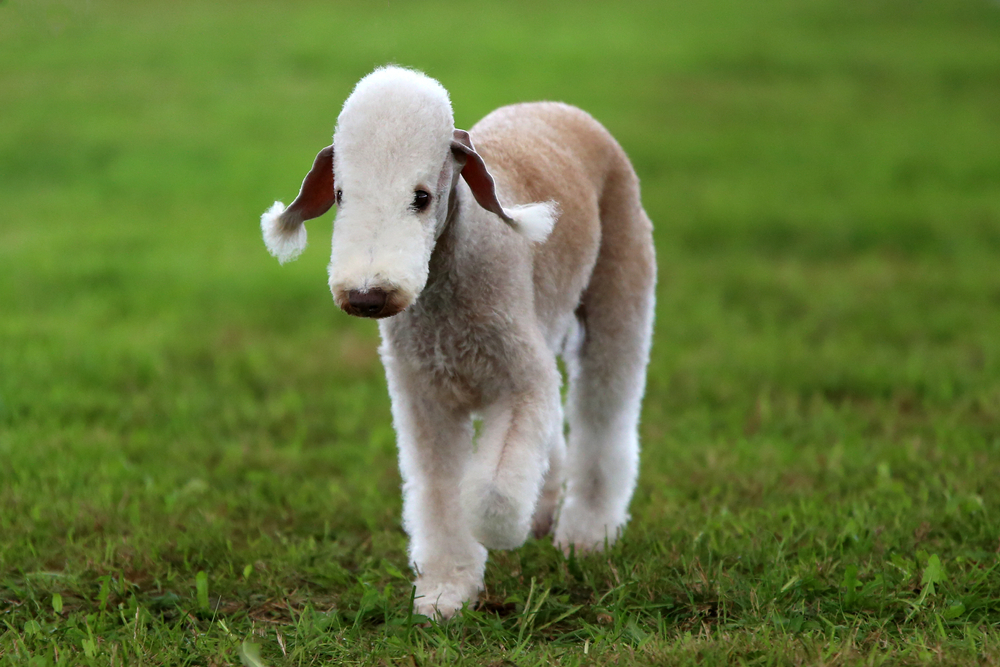 Bedlington Terrier