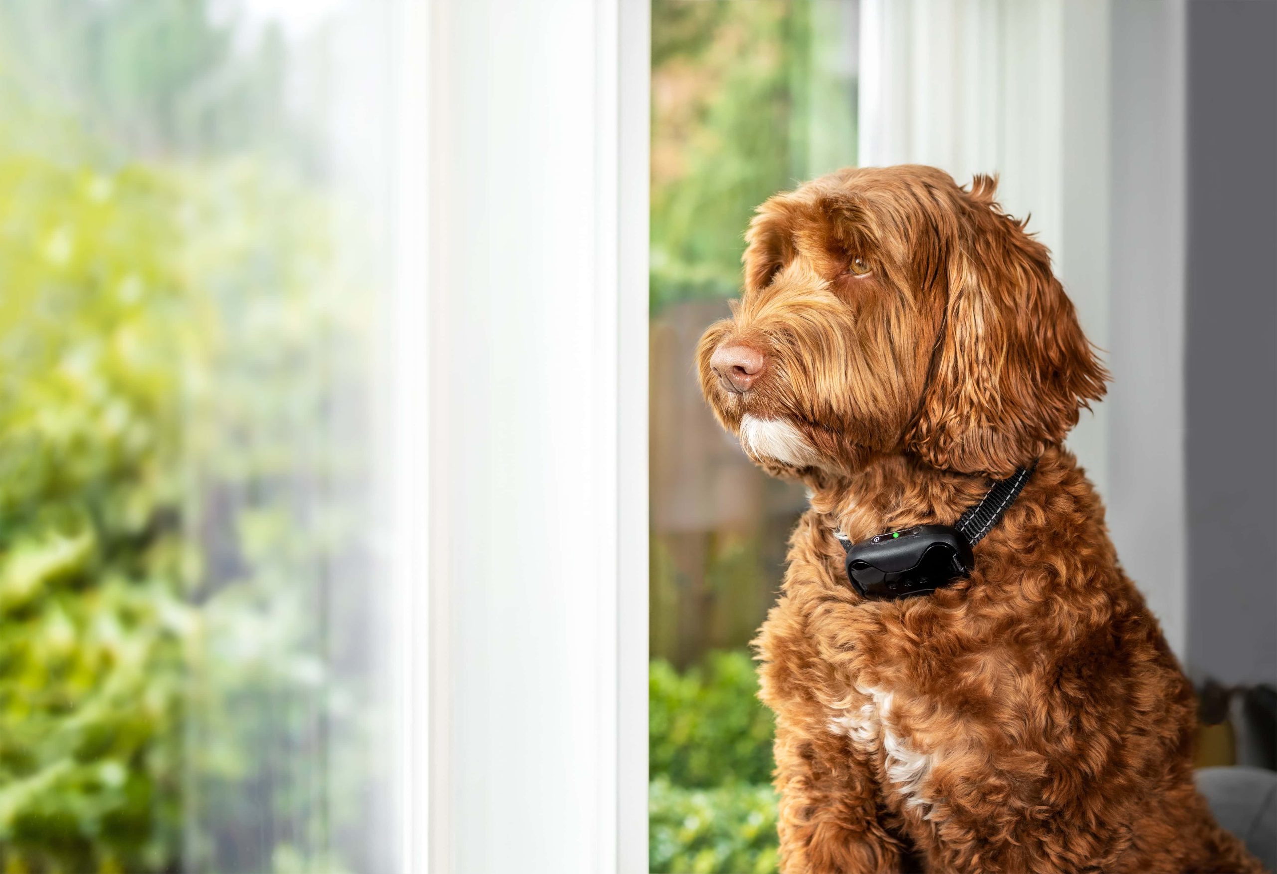 7 Best Training Collars for Stubborn Dogs in 2026 - Reviews & Top Picks