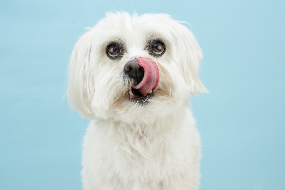 Why Do Dogs Eat Rabbit Poop? 11 Vet-Reviewed Reasons