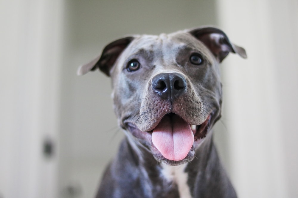 Do Pitbulls’ Jaws Lock When They Bite? Vet-Verified Facts & FAQ