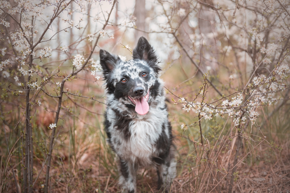 Mudi the rare dog breed