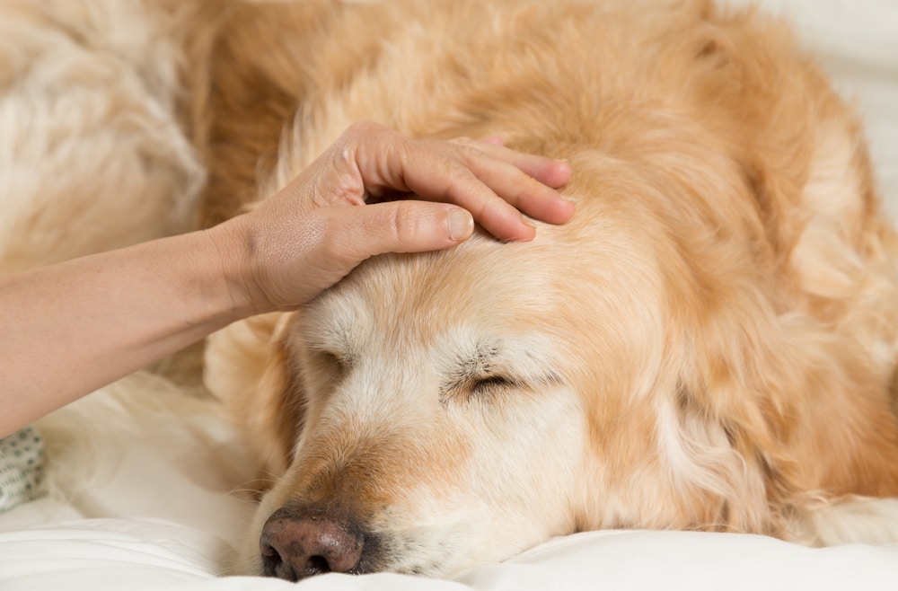 11 Most Common Diseases, Illnesses & Health Risks in Dogs