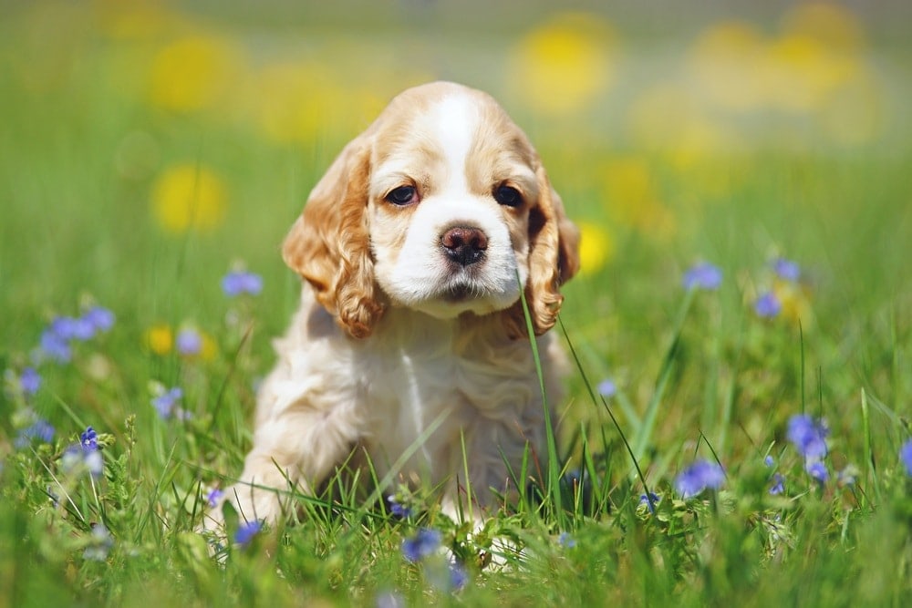 8 Best Puppy Foods for Medium Breeds in 2026 - Reviews & Top Picks