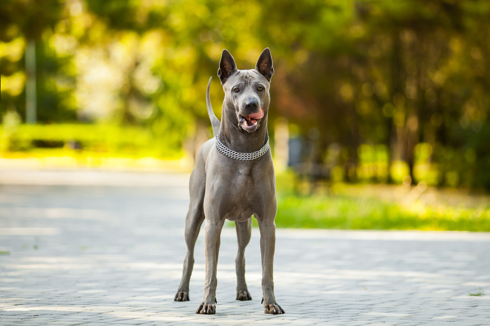 Thai Ridgeback Dog Breed: Info, Pictures, Origin & Care Guides
