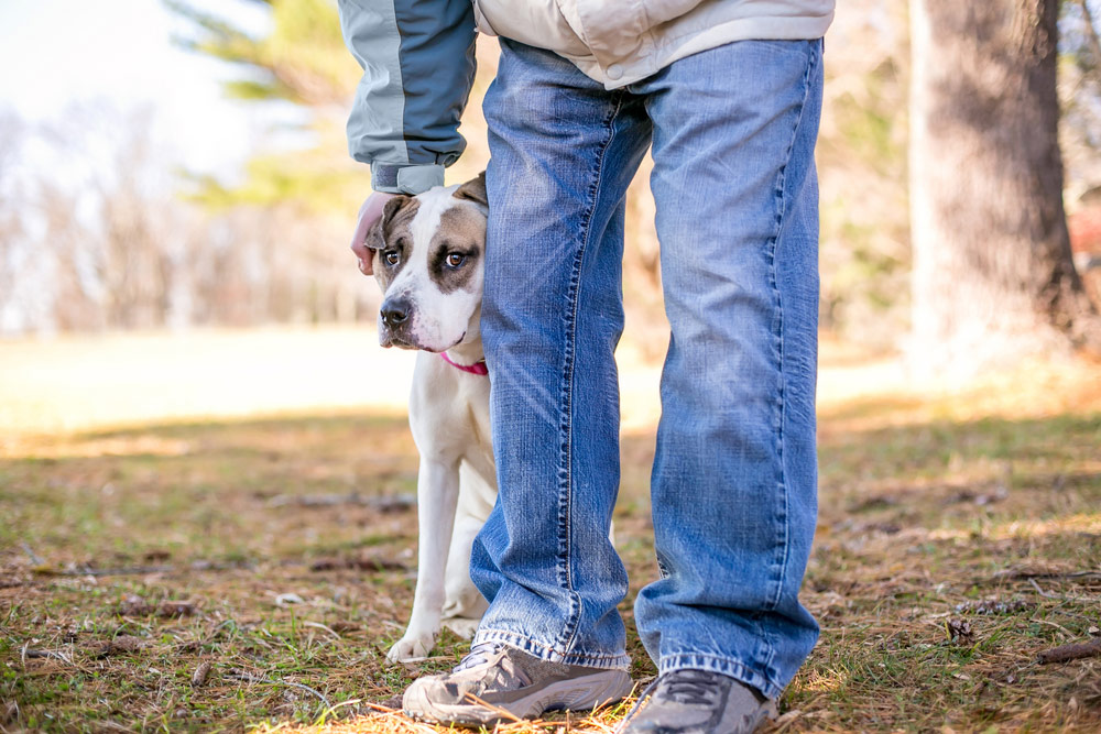 shy dog hiding behind the owner with a nervous expression on its face