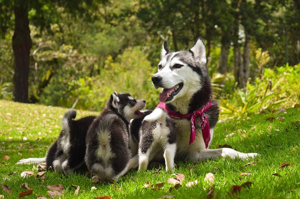 When Is the Best Age to Breed Dogs (for Females & Males)?