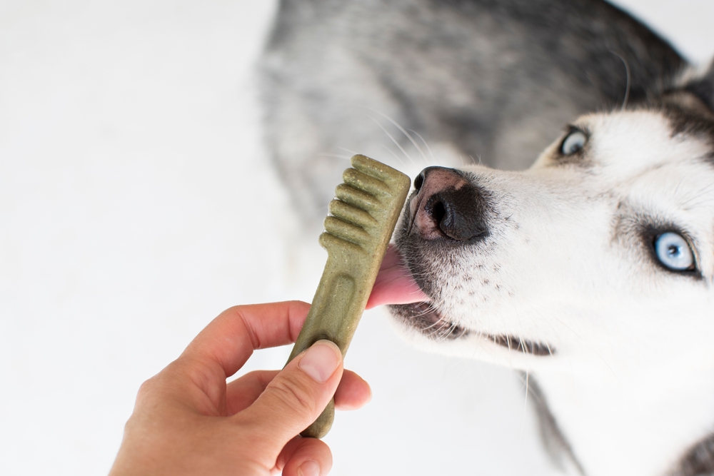 10 Best Dog Dental Products in 2026 - Reviews & Vet Approved Top Picks
