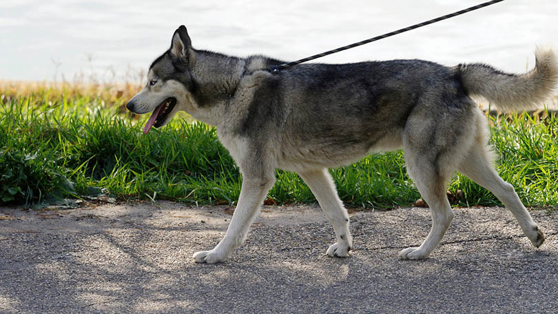 Do Huskies Make Good Service Dogs? Facts & FAQ