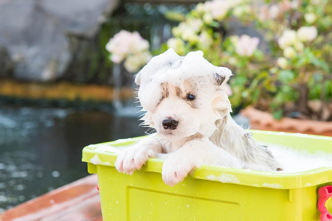 10 Best Puppy Shampoos For Dry Skin in 2026: Reviews & Top Picks