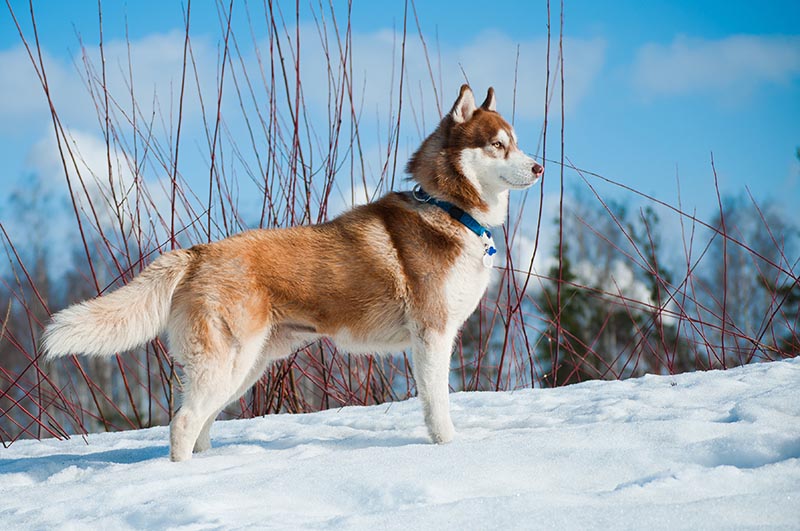 15 Snow Dog Breeds That Love Wintery Weather: Info, Pictures & Facts