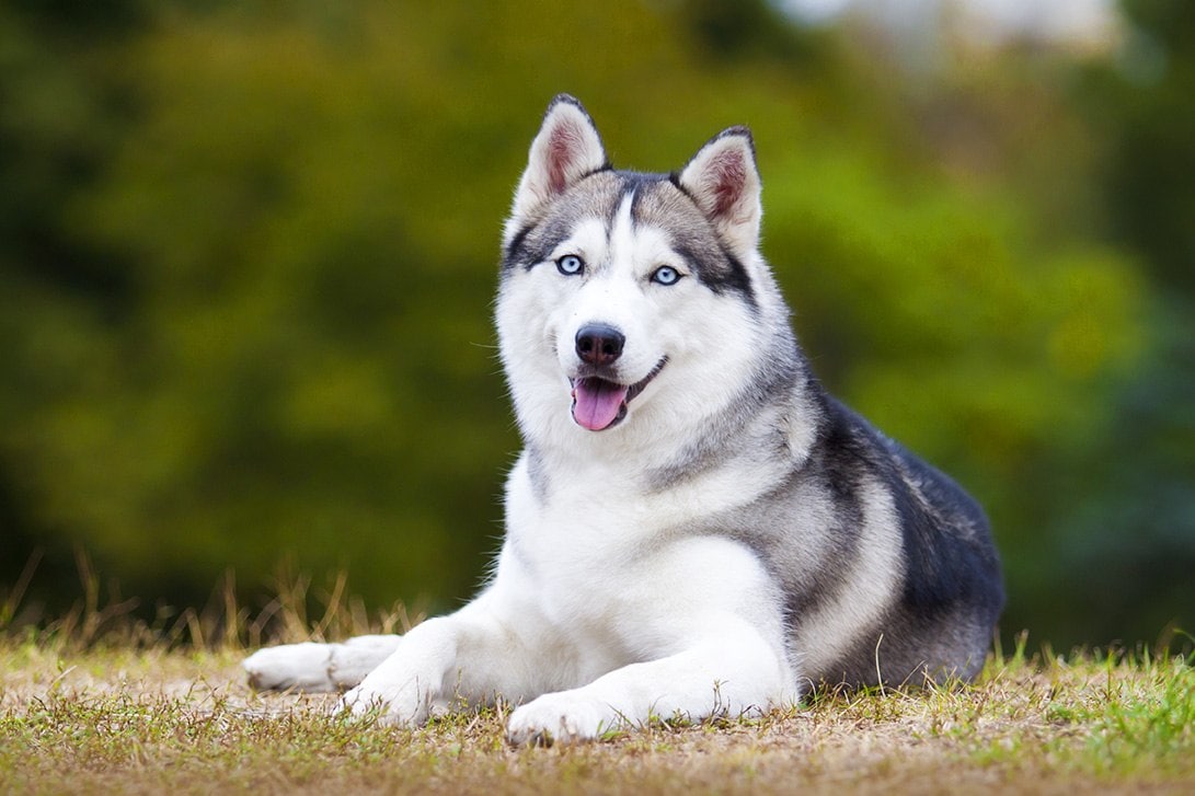 How Much Do Huskies Shed? Vet-Reviewed Breed Coats Characteristicss