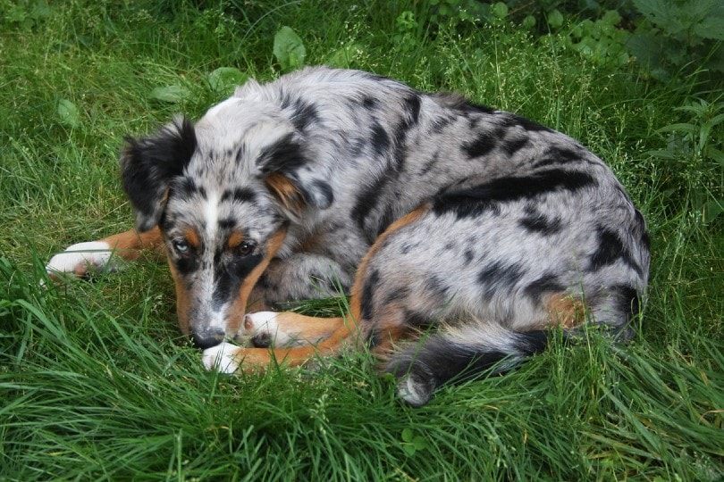 Why Does My Australian Shepherd Whine So Much? 6 Vet-Reviewed Reasons