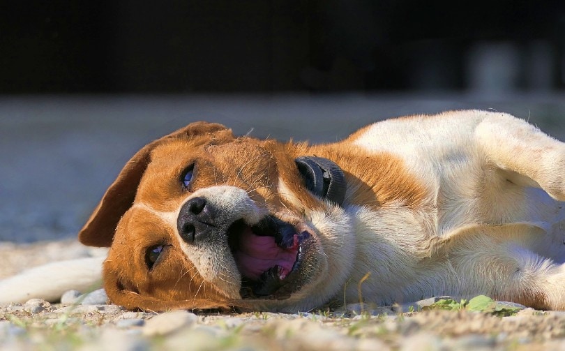 Canine Parainfluenza in Dogs: Vet-Approved Causes, Signs & Treatments