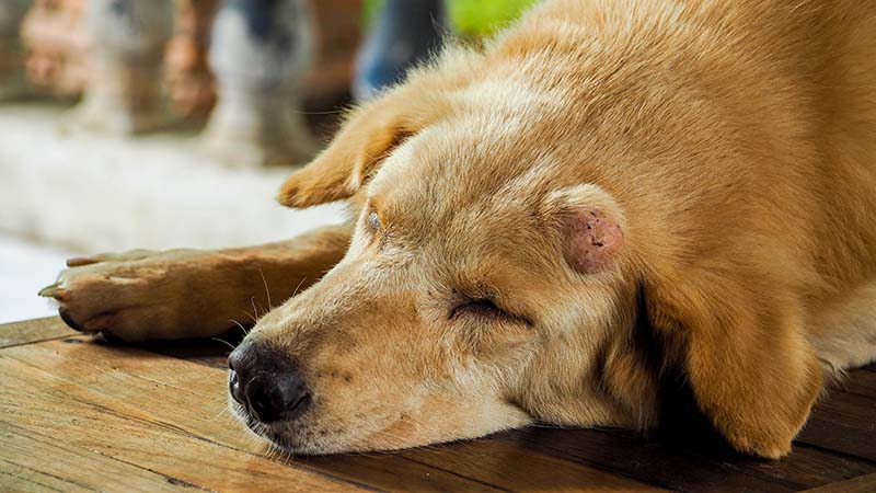 Is Cancer Prevention for Dogs Possible? Everything You Need to Know!