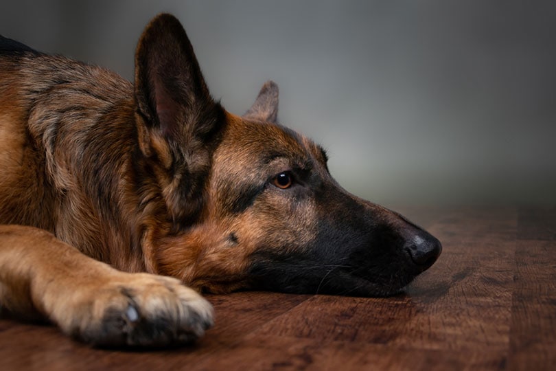 Why Does My Dog Throw Up at Night? 5 Vet-Reviewed Causes