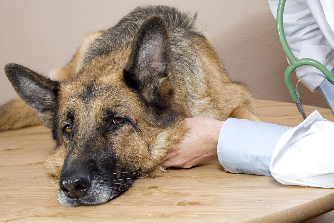 Exocrine Pancreatic Insufficiency in Dogs: Signs & Treatments (A Complete Guide)